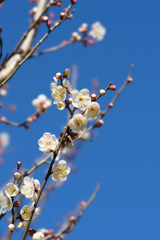 神代植物公園【梅：冬至】①20190126