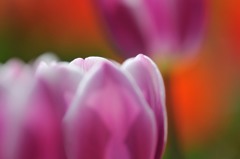 【チューリップ】⑨20140413