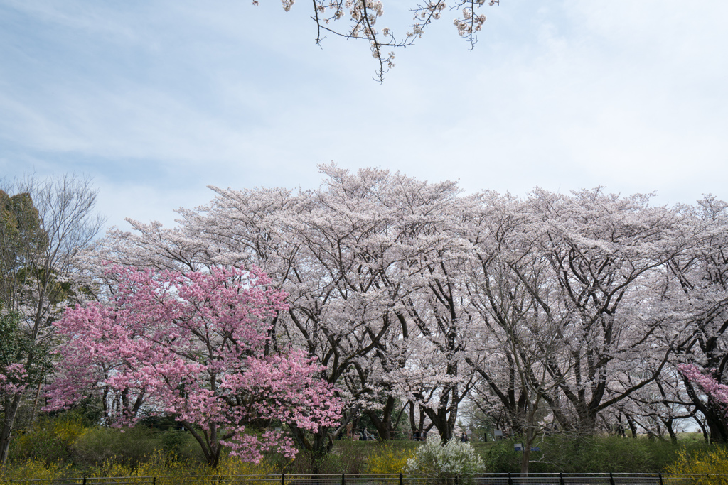 昭和記念公園【残堀川沿いの桜の様子】②20220402