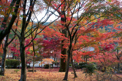京都の紅葉【永観堂：寿橋西の庭付近】②20201126