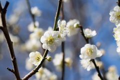 府中市郷土の森【梅：新茶青】①20210223