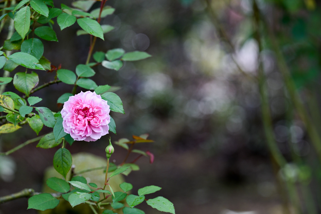 花菜ガーデン【秋パラ：シスター・エリザベス】20251027