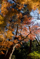 新宿御苑【モミジ山のの紅葉】②20171209