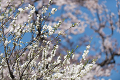 神代植物公園【ハナモモ：源平】②20190413