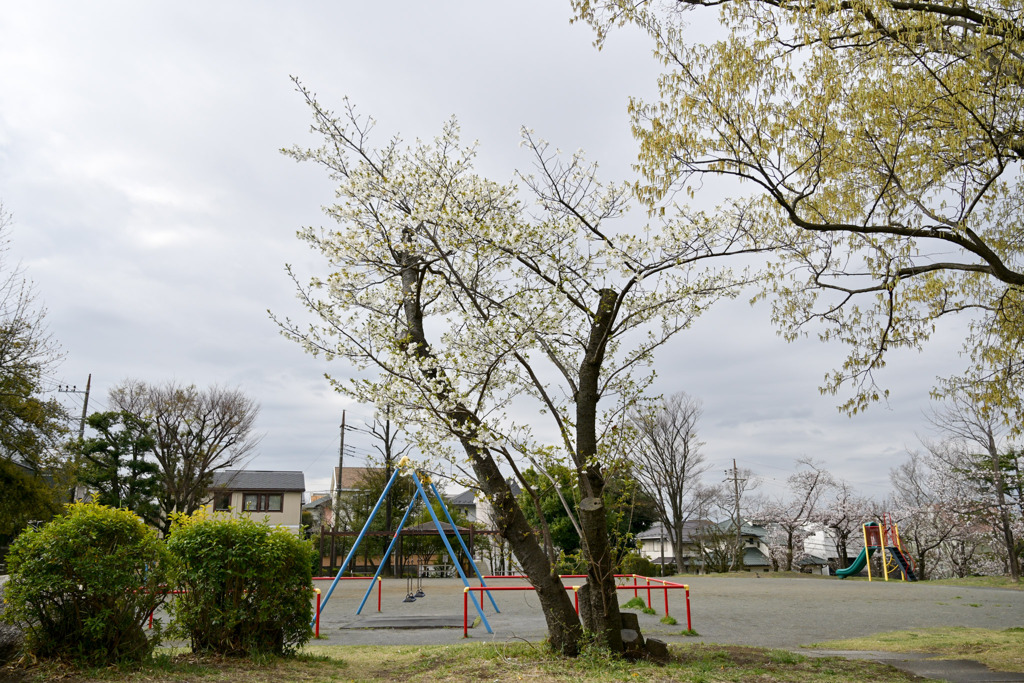 テリタビーズ公園【サクラ：大島桜】①20250331