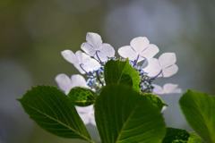 薬師池公園【紫陽花：ガクアジサイ】③20180609
