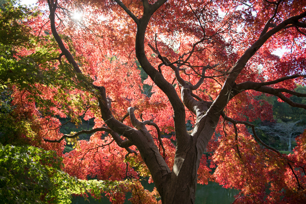 薬師池公園【薬師池周辺の紅葉】③20201115