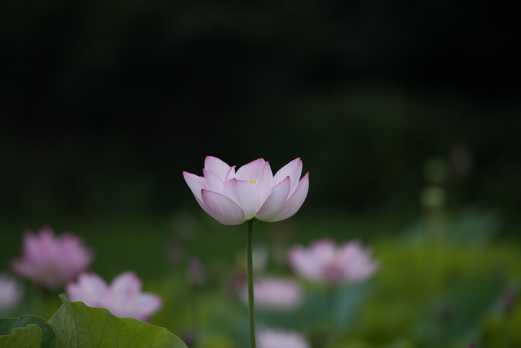 【花菜ガーデン(田んぼたんぼの蓮)】②20160717