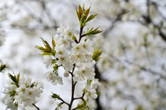 テリタビーズ公園【サクラ：大島桜】②20250331