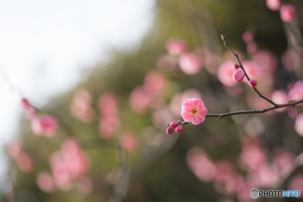 【大船植物園(鴛鴦)】①20160206