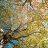 昭和記念公園【水鳥の池周辺の大木の紅葉：アメリカスズカケノキ】20211106