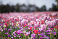 花菜ガーデン【チューリップ：赤系】①20190407