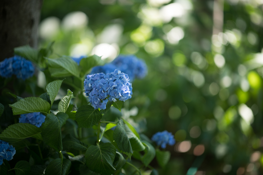 花菜ガーデン【槿花の小径の紫陽花】④20220626