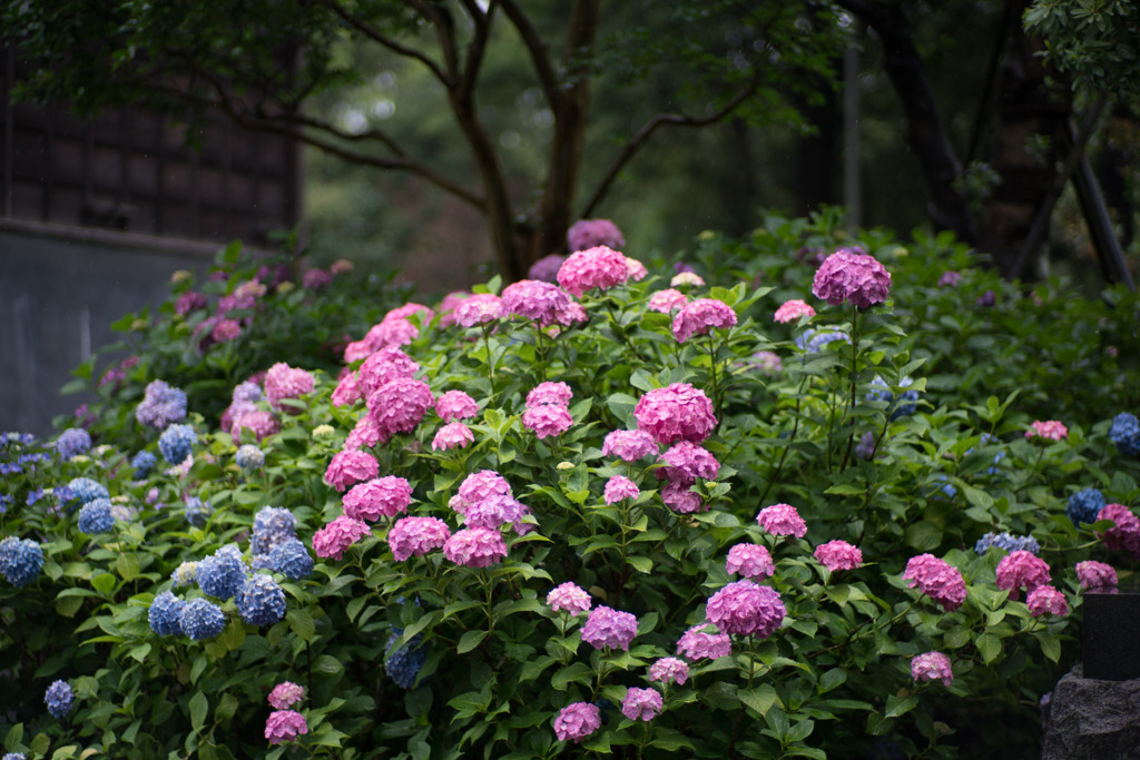 府中市郷土の森【アジサイ】①20200614