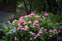 府中市郷土の森【アジサイ】①20200614