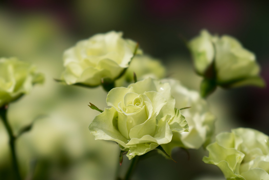 神代植物公園【薔薇：緑光】20170527