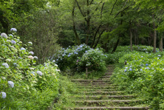 生田緑地【あじさい山の眺め】20190622