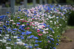 大船フラワーセンター【ヤグルマギク】20180428