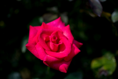 【京成バラ園(薔薇：紅)】20161023