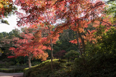 【薬師池公園(紅葉)】①20151121