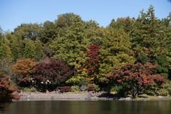 昭和記念公園【日本庭園：池周辺の紅葉】①20221108