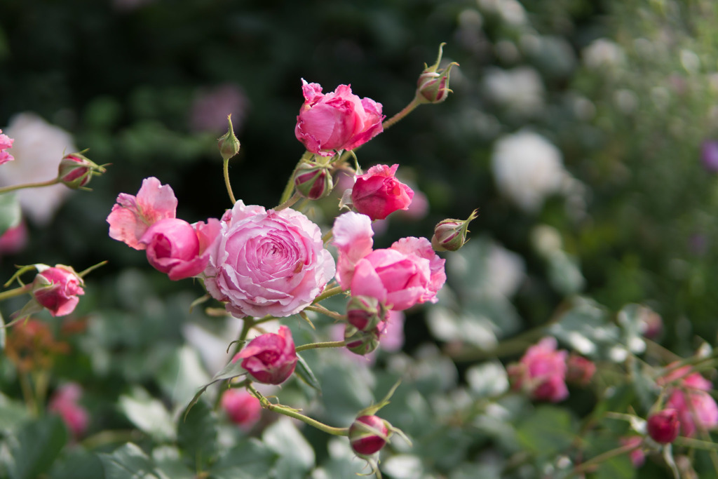 YEG【春バラ：レディ・エアムール】20190519