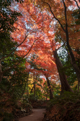 【小石川後楽園の紅葉】③20161203