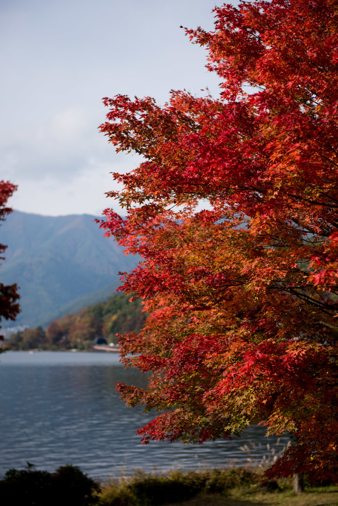 【紅葉(河口湖)】20151101