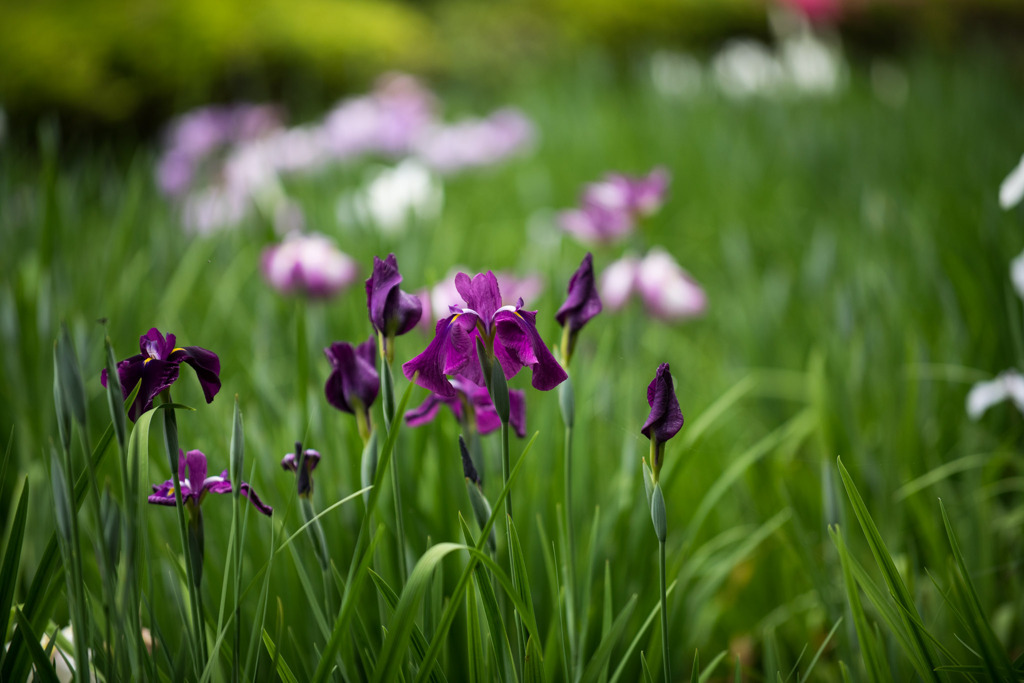 薬師池公園【花菖蒲(濃紫系)】①20200531