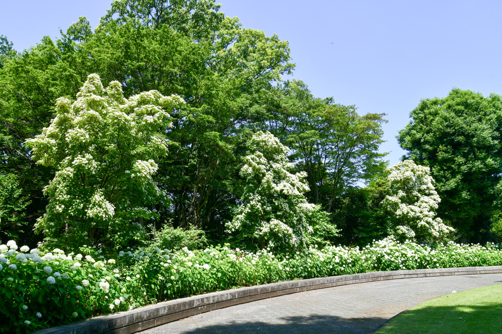 府中市郷土の森公園【アナベルの小径(アナベルとヤマボウシ)】20240611