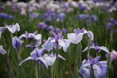 【横須賀菖蒲園(摩周湖)】20150606