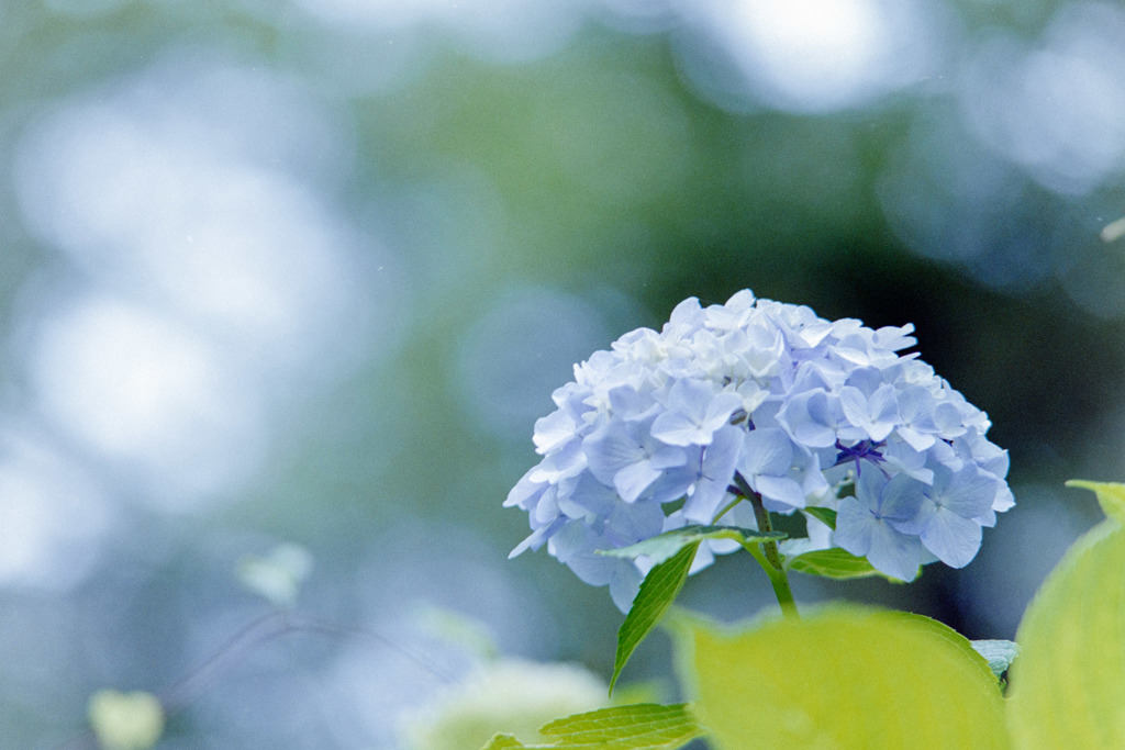 生田緑地のあじさい山【紫陽花】⑧20180623