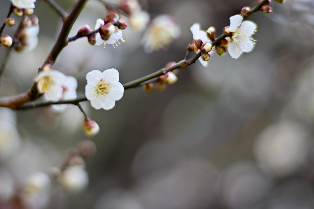 大倉山公園梅林【梅の花：野梅】①20260206