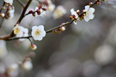 大倉山公園梅林【梅の花：野梅】①20260206