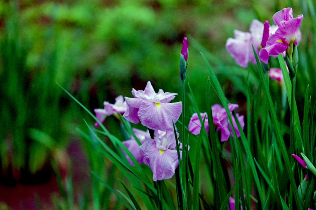 薬師池公園【花菖蒲(薄紫系)】②20200531