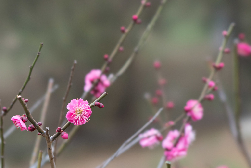 大倉山公園梅林【梅：八重寒紅】20190217