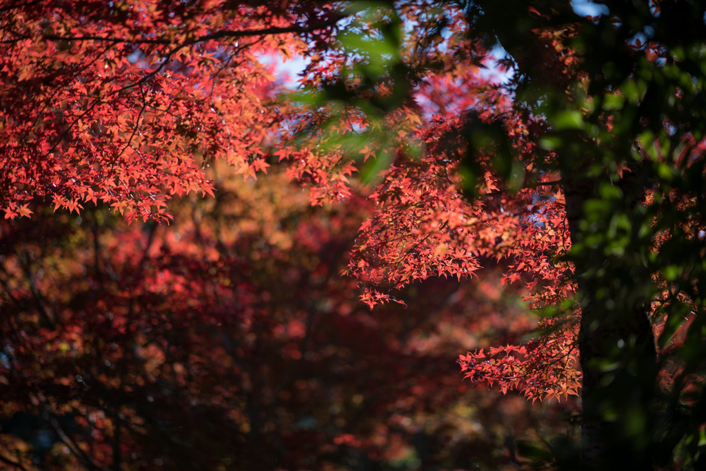 薬師池公園【薬医門へ向かう道の紅葉】③20211113