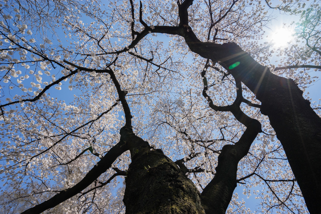 新宿御苑【桜：染井吉野】①20180325