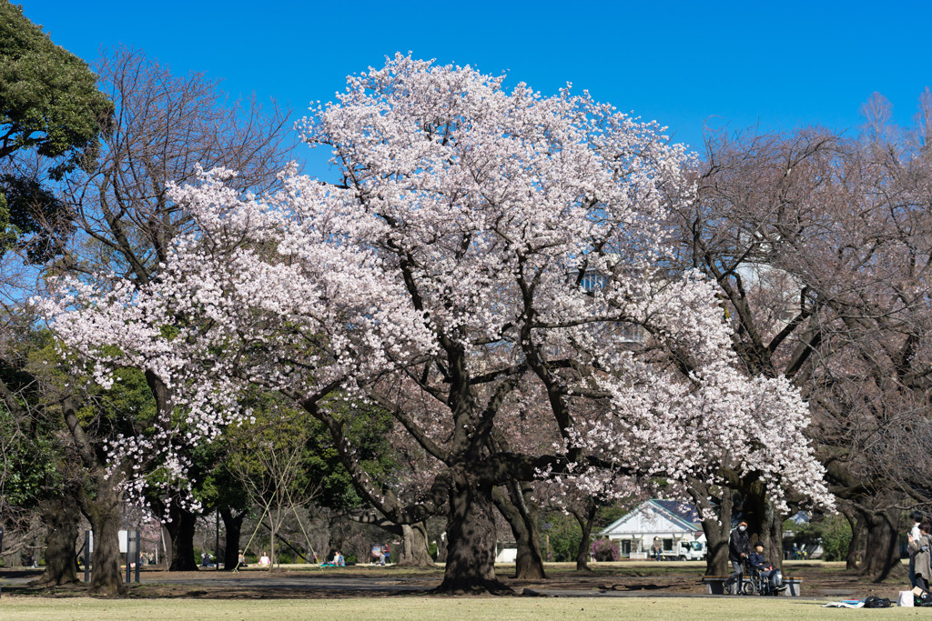 新宿御苑【サクラ：大樹白桜】①20200320
