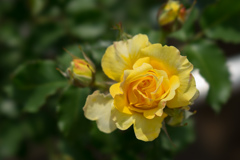 神代植物公園【薔薇：つる・ゴールド・バニー】20170506