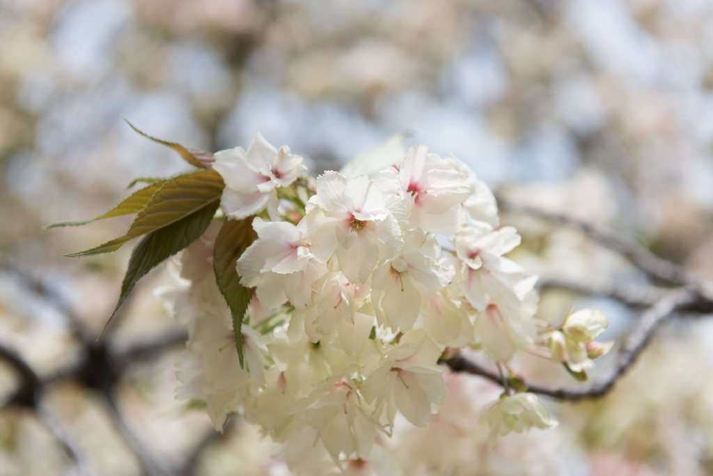 【新宿御苑(桜：鬱金)】②20150418