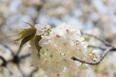 【新宿御苑(桜：鬱金)】②20150418