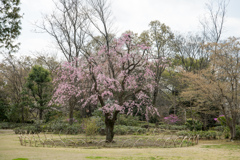 昭和記念公園【日本庭園：八重紅枝垂れ桜】20230329