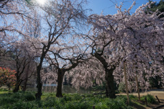 新宿御苑【サクラ：枝垂れ桜】⑤20190324