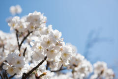 神代植物公園【サクラ：御室有明】20190413