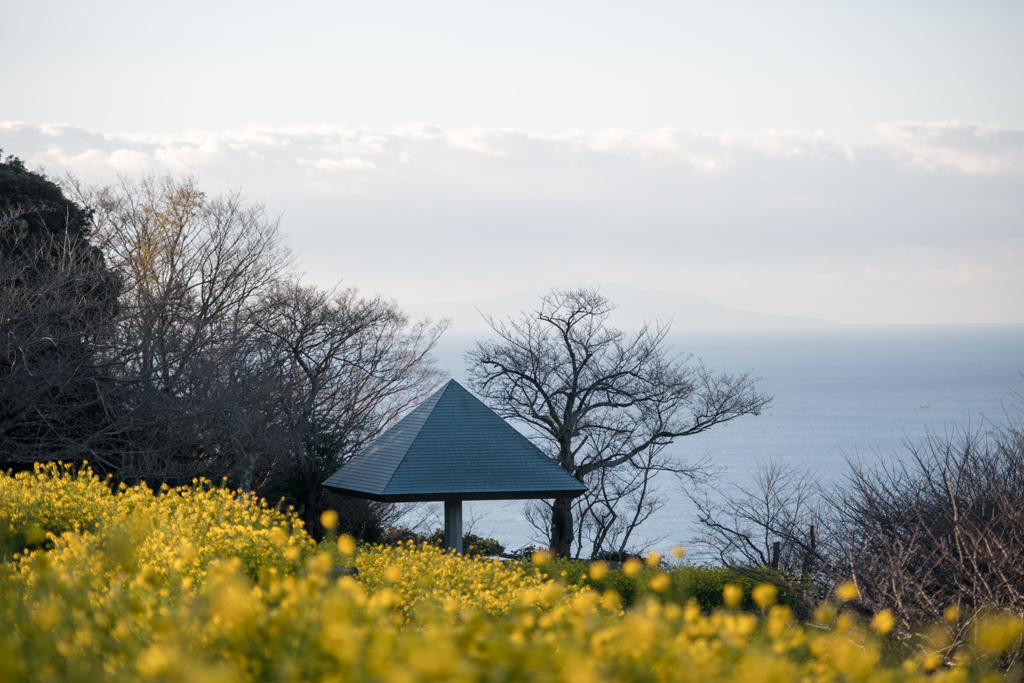 吾妻山公園【菜の花と海】②20230129