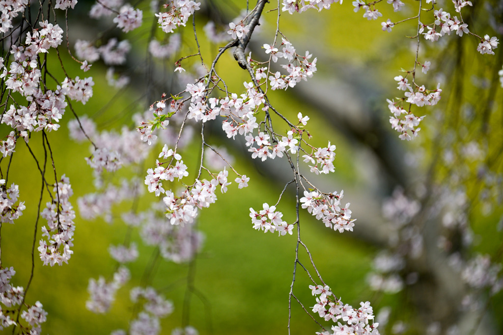 小石川後楽園【馬場桜】⑤20250326