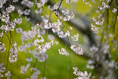 小石川後楽園【馬場桜】⑤20250326