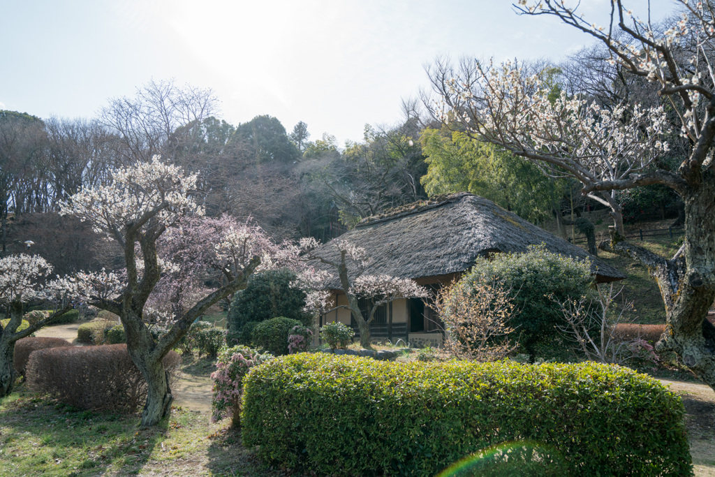 薬師池公園【旧永井家と梅】①20210306