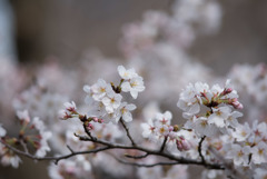 テリタビーズ公園【桜： 染井吉野】①20180324